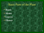 plant parts 1