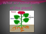 What are some parts of the plant?