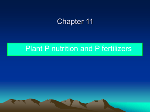 lecture 12 Phophorus fertilizer1