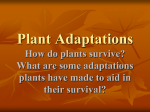 Plant Adaptations