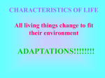 Adaptations Notes Power Point