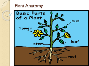 Plant Anatomy