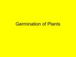 Germination of Plants