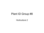 Plant ID Group #8