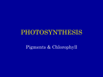 Photosynthesis 1