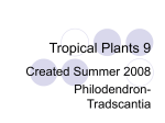 Tropicals 9 - MrsLongHorticulture