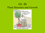 PowerPoint Presentation - Ch. 35 Plant Structure and Growth