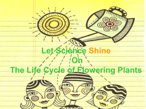 SC.3.L.14.1 - Life Cycle Of A Flower