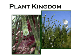 Monocots Dicots