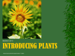 PPT Plants