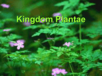 Kingdom Plantae