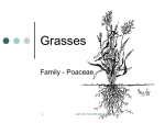 Lecture 2 Grass & Legumes