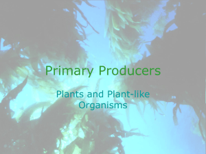 Primary Producers