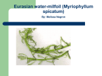 Eurasion water-milfoil (Myriophyllum spicatum L.)