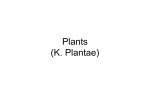 Plants (K. Plantae) - Brookwood High School