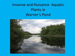 Invasive and Nuisance Aquatic Plants in Warner`s Pond
