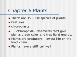 Chapter 6 Plants