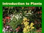 Introduction to Plants - rosedale11universitybiology