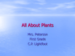 All About Plants - Etiwanda E