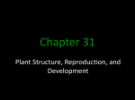 Plants PowerPoint