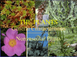 The Plants