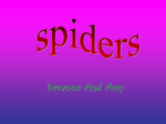 Spiders - totowamiglino