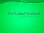 The Tropical Rainforest - Fitz