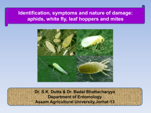 Aphids leaf hoppers white fly mites 97