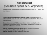 Thimbleweed (Anemone riparia)