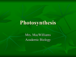Notes Photosynthesis