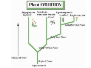 Seed Plants connection lesson - biology-rocks