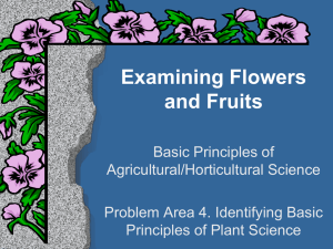 Examining Flowers and Fruits