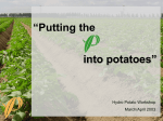 into potatoes” “ - Agroconsultas Online