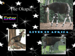 The Okapi!