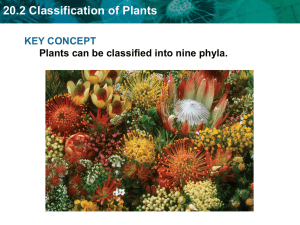 20.2 Classification of Plants Angiosperms
