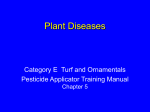 Plant Diseases