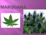 Marijuana