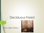 Deciduous Forest