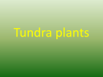 Tundra plants