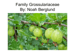Family Grossulariaceae By: Noah Berglund