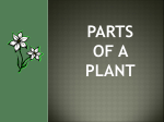Anticipated Problem: What are the main parts of a plant?