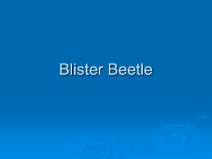 Blister Beetle1