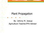 Plant Propagation