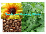Seeds and Growing Plants
