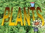 plants[1] - WordPress.com