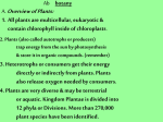 2. Plants (also called autotrophs or producers)