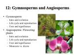 Lecture 12: Gymnosperms and Angiosperms