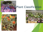 Plant Classification