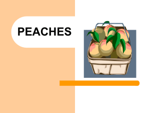 peaches - bYTEBoss