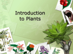 Introduction to Plants